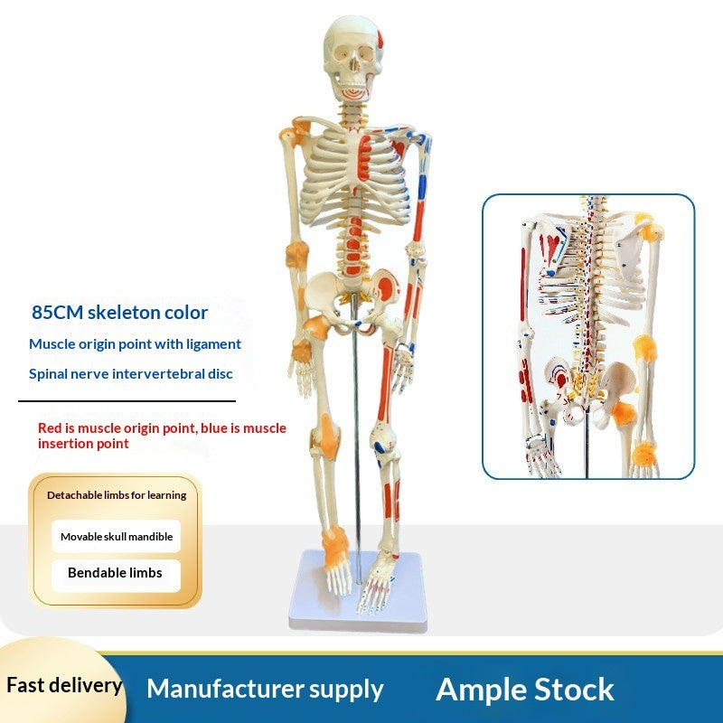 Human Adult Skeletal Spine Model With Intervertebral Discs And Joints For Medical Education Full-body Model
