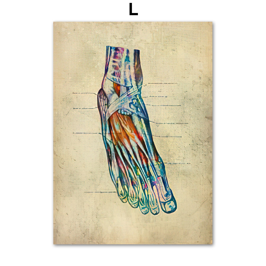 Anatomie Poster Muskelapparat