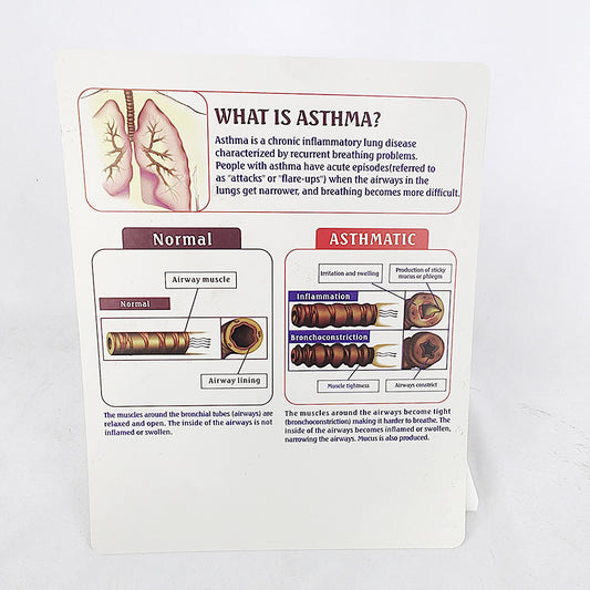 Anatomisches Luftröhrenmodell für Asthma