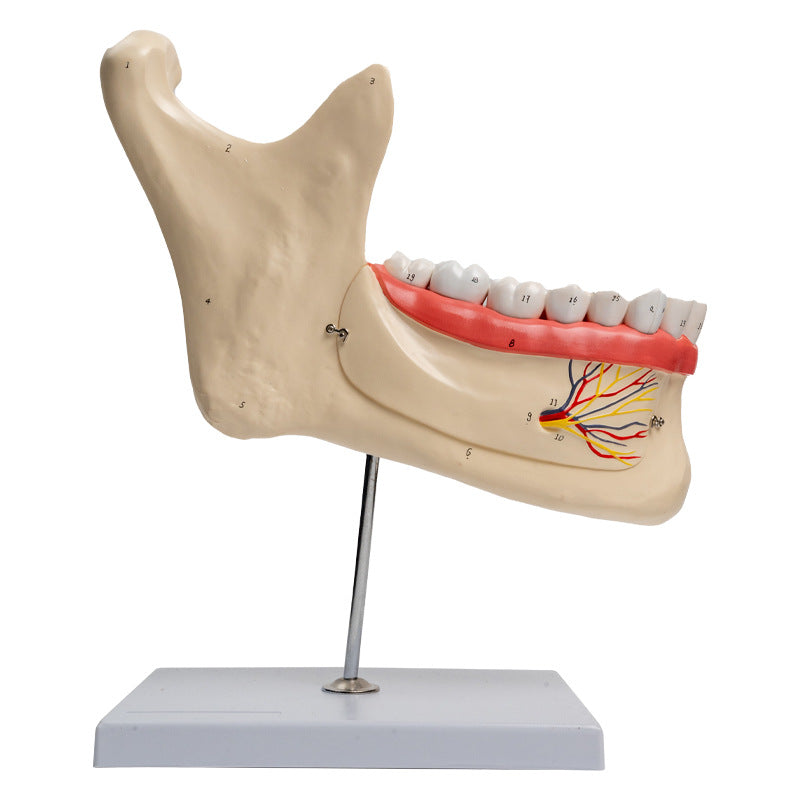 Großes Unterkiefer Anatomie Modell