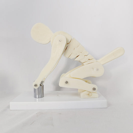 PVC Weightlifting Medical Teaching Model With A Base