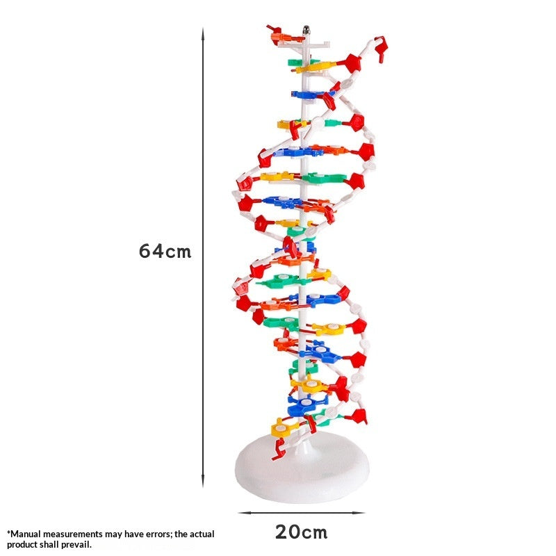 Protein Model School Teacher Teaching Supplies