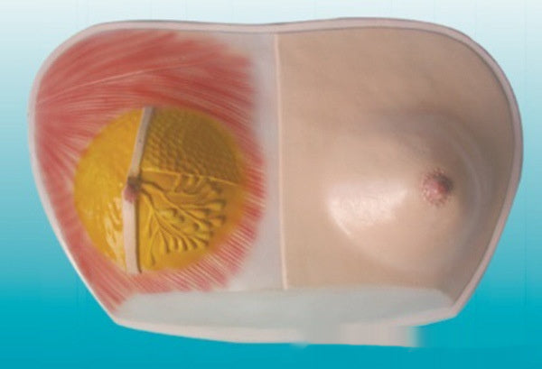 Breast Anatomy Model