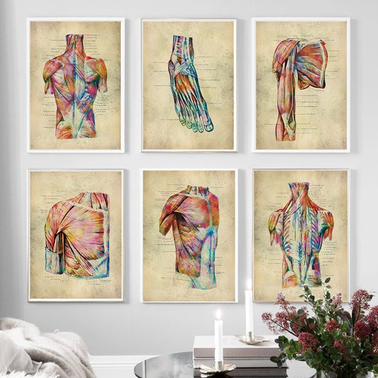 Anatomie Poster Muskelapparat