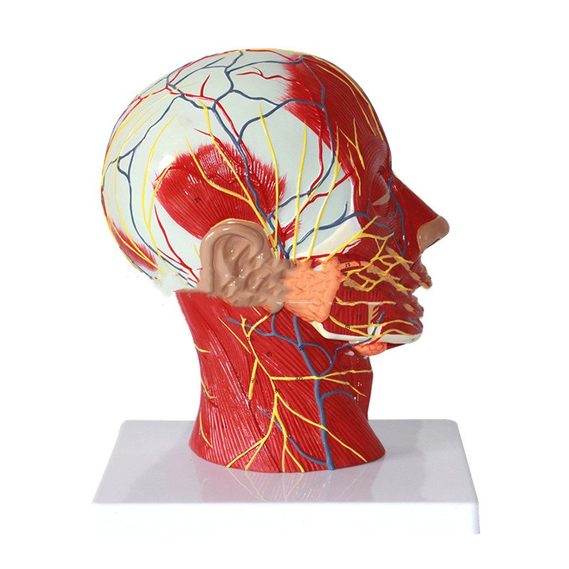 Head Transverse Sectional Anatomy Model