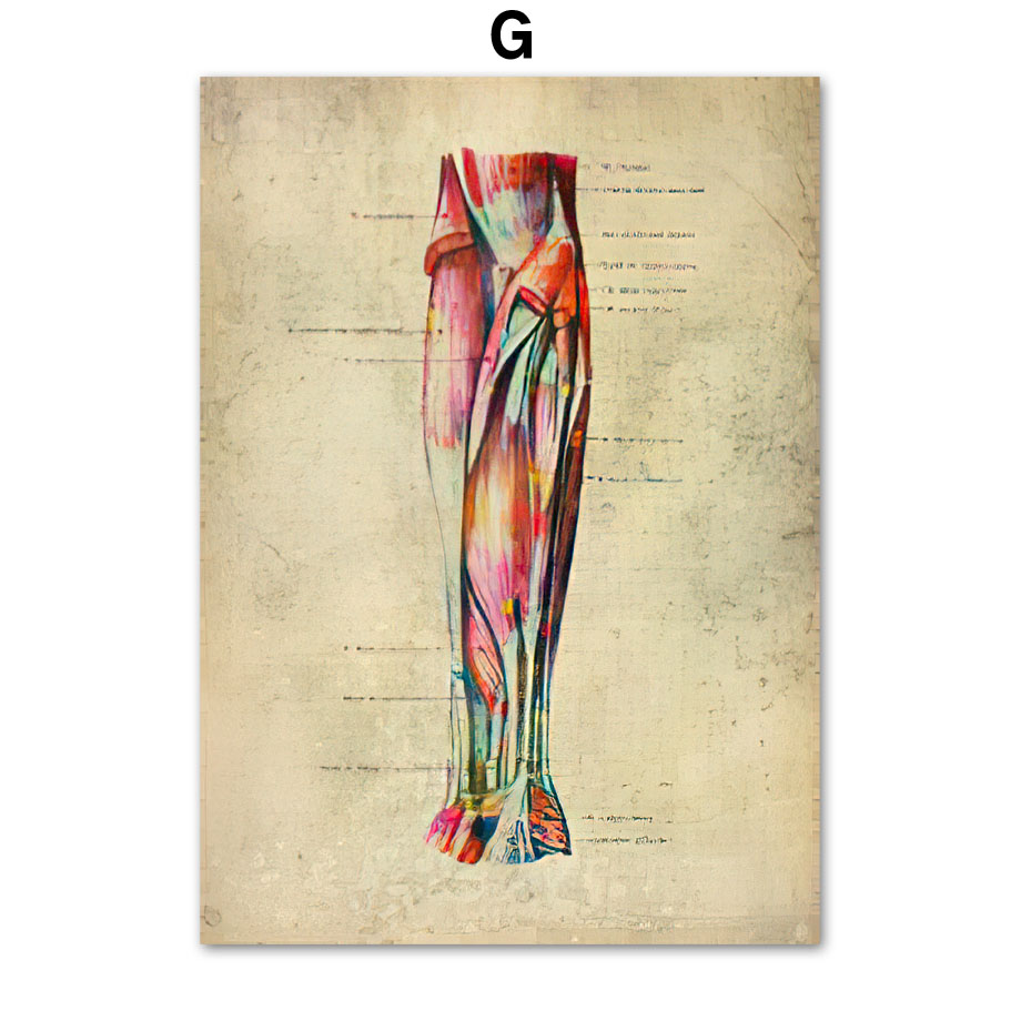 Anatomie Poster Muskelapparat