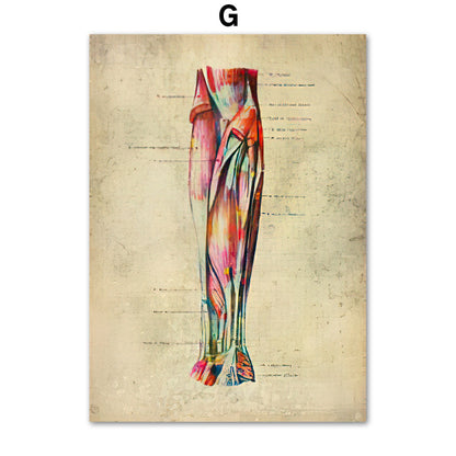 Anatomie Poster Muskelapparat