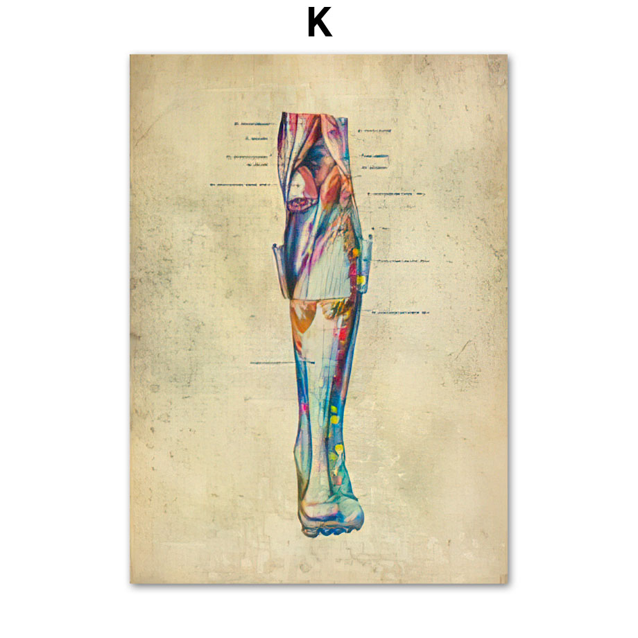 Anatomie Poster Muskelapparat
