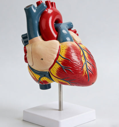 Human Heart Anatomy Life-Size Medical Teaching Model