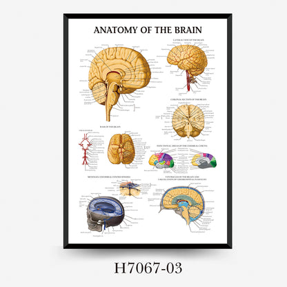 Wall Chart Human Anatomy Muscles Gym Medical Education Decorative Painting