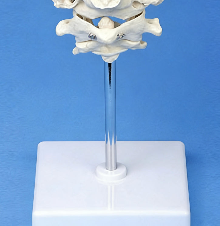Medical Teaching Model Occipital Bone With Atlas And Axis Model Skeletal Model