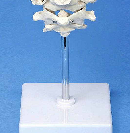 Medical Teaching Model Occipital Bone With Atlas And Axis Model Skeletal Model
