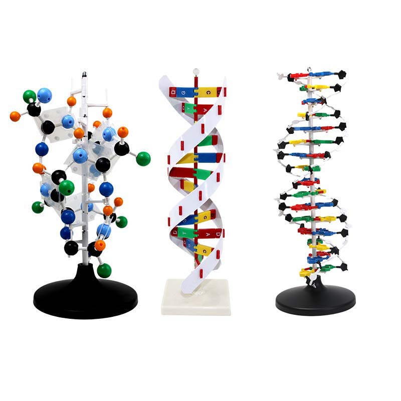 Protein Model School Teacher Teaching Supplies