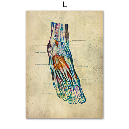 Anatomie Poster Muskelapparat