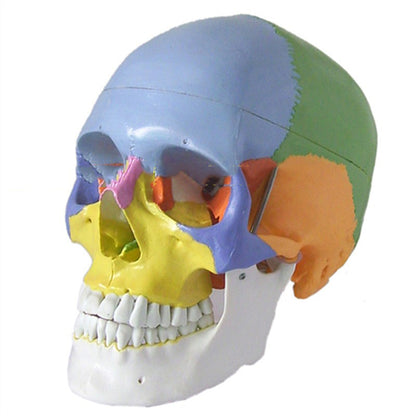 One-To-One Medical Simulation Human Skull Model