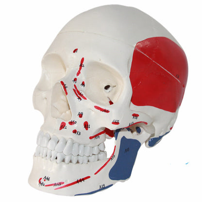 One-To-One Medical Simulation Human Skull Model