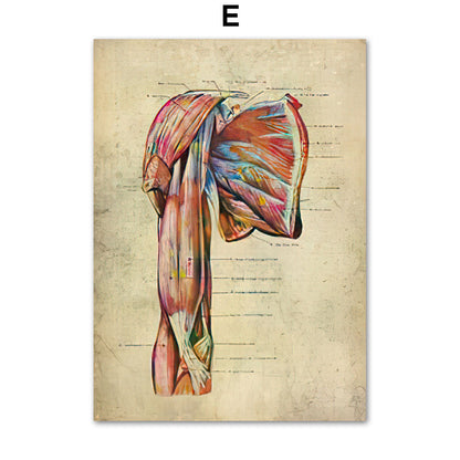 Anatomie Poster Muskelapparat