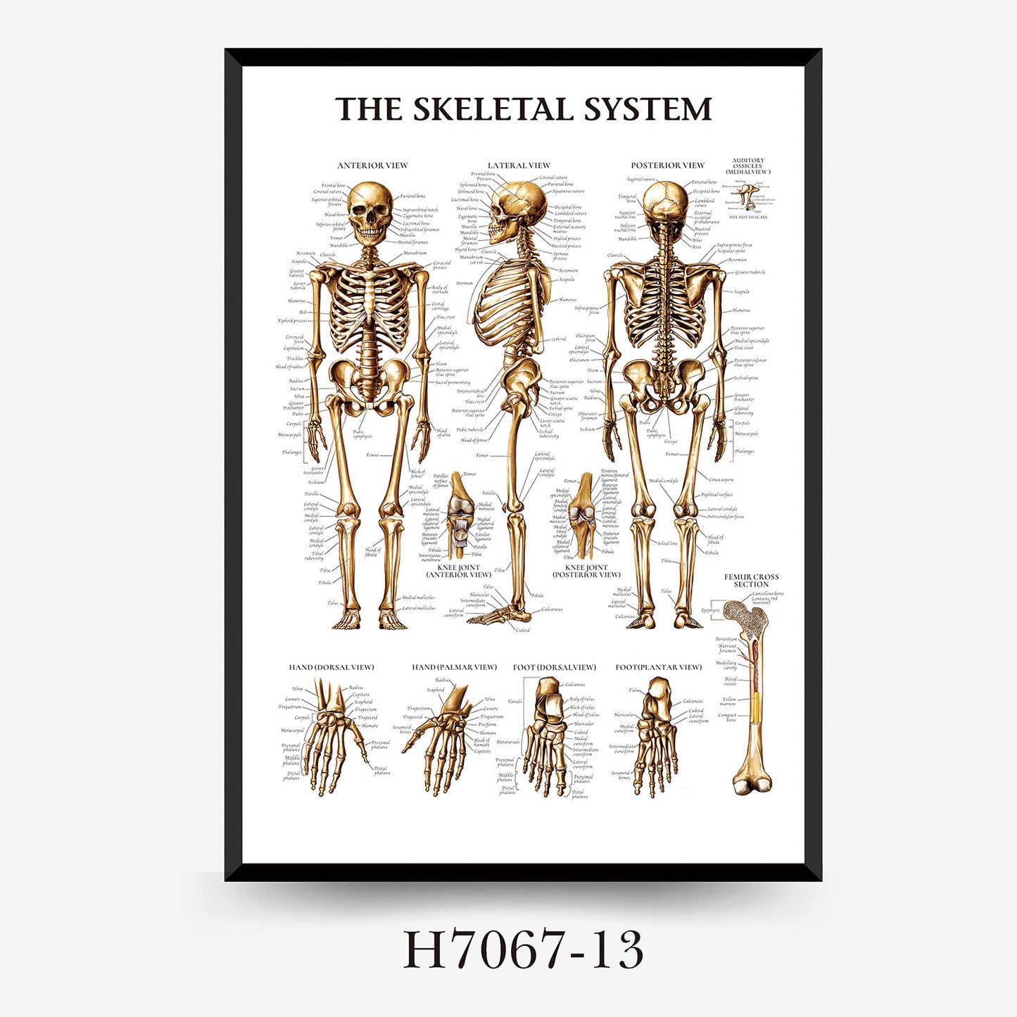 Wall Chart Human Anatomy Muscles Gym Medical Education Decorative Painting