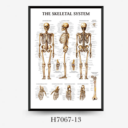 Wall Chart Human Anatomy Muscles Gym Medical Education Decorative Painting
