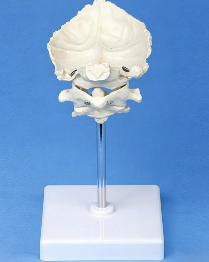 Medical Teaching Model Occipital Bone With Atlas And Axis Model Skeletal Model