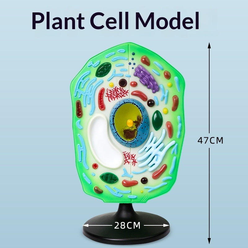 Pflanzen-Zelle Biologie Lehrmodell Set