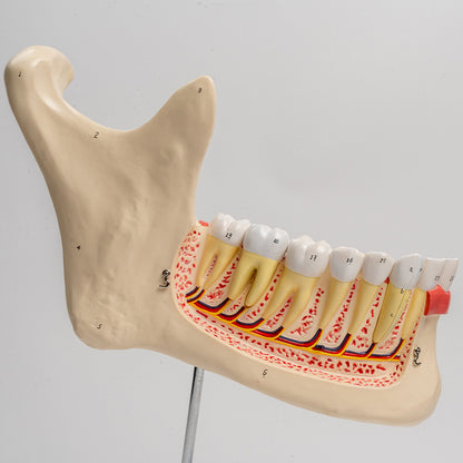 Großes Unterkiefer Anatomie Modell