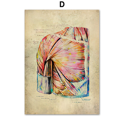 Anatomie Poster Muskelapparat