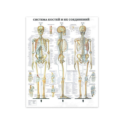 Modern Human Anatomy Musculoskeletal Medical Education Canvas Painting