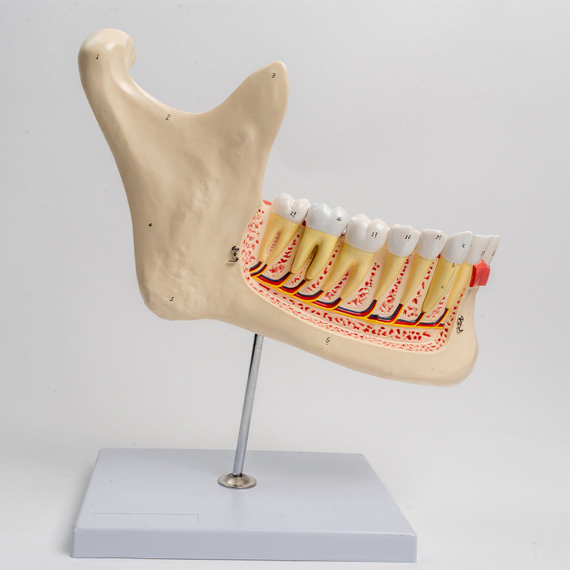 Großes Unterkiefer Anatomie Modell