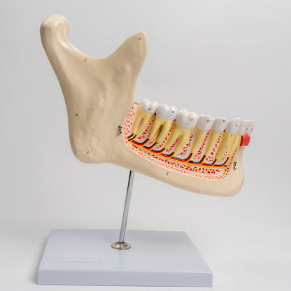 Großes Unterkiefer Anatomie Modell