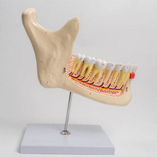 Großes Unterkiefer Anatomie Modell
