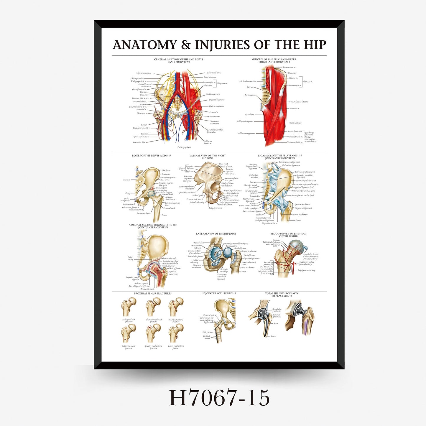 Wall Chart Human Anatomy Muscles Gym Medical Education Decorative Painting