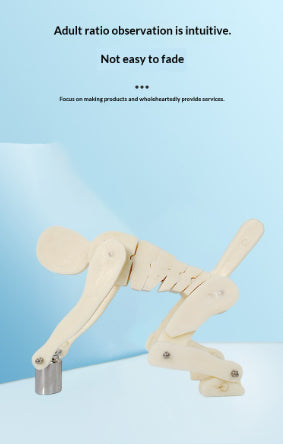 PVC Weightlifting Medical Teaching Model With A Base