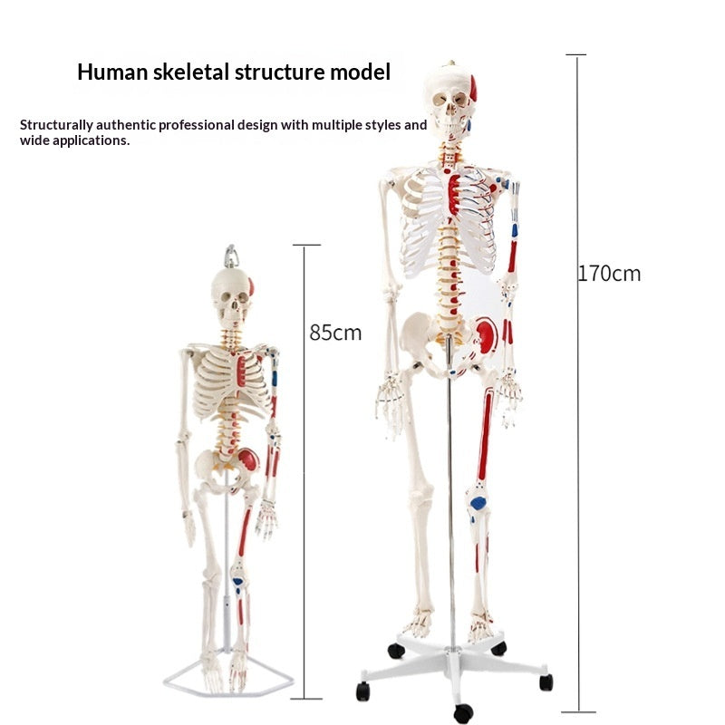 Human Adult Skeletal Spine Model With Intervertebral Discs And Joints For Medical Education Full-body Model