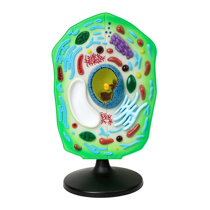 Pflanzen-Zelle Biologie Lehrmodell Set