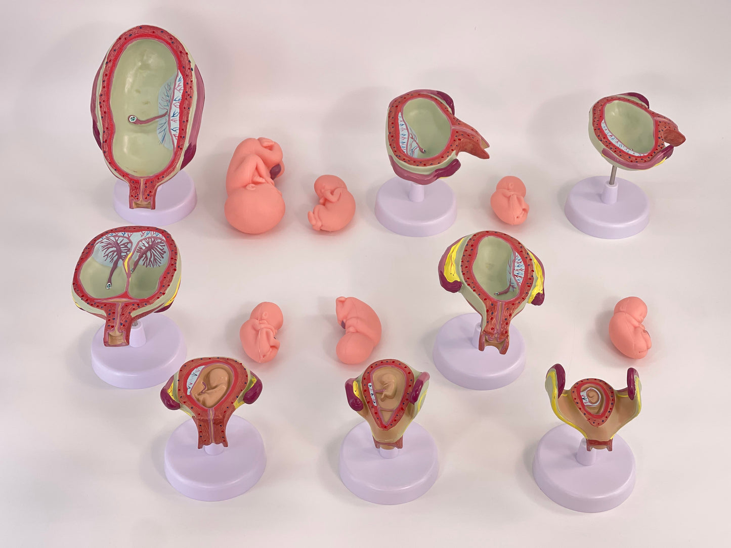 Anatomisches Uterus Lehrmodell