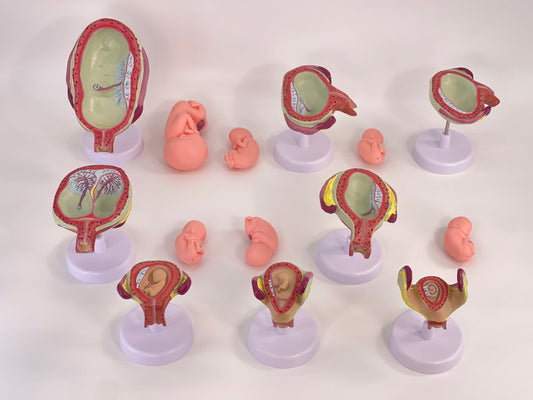 Anatomisches Uterus Lehrmodell