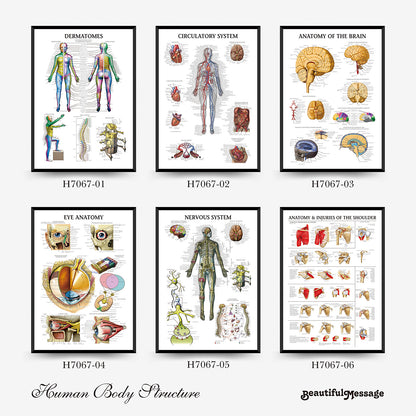 Wall Chart Human Anatomy Muscles Gym Medical Education Decorative Painting