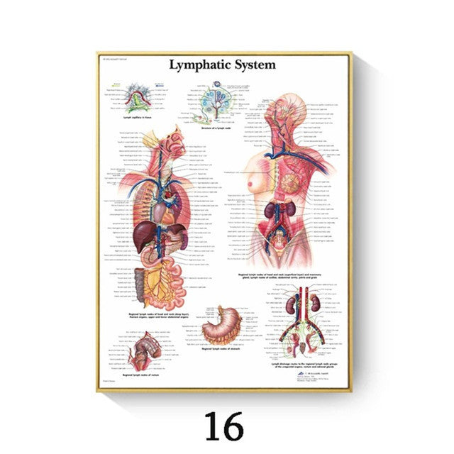 Human Anatomy Muscle Canvas Print Poster