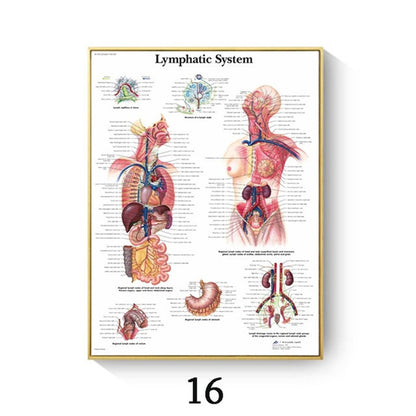 Human Anatomy Muscle Canvas Print Poster