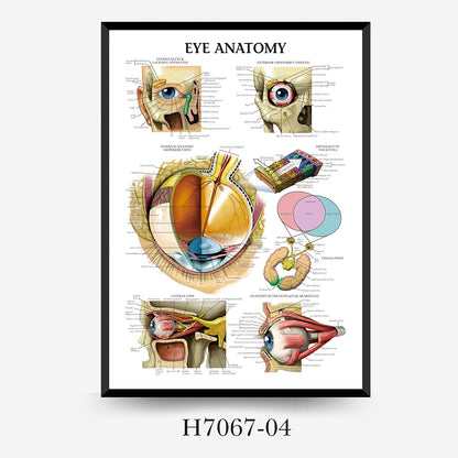 Wall Chart Human Anatomy Muscles Gym Medical Education Decorative Painting