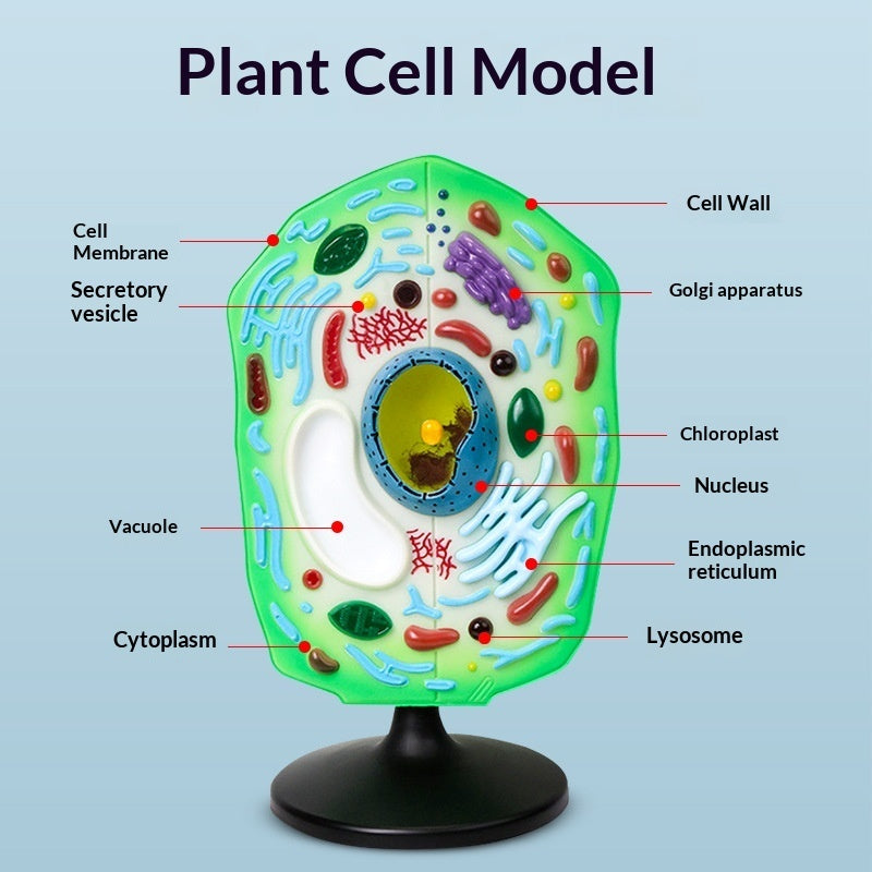 Pflanzen-Zelle Biologie Lehrmodell Set