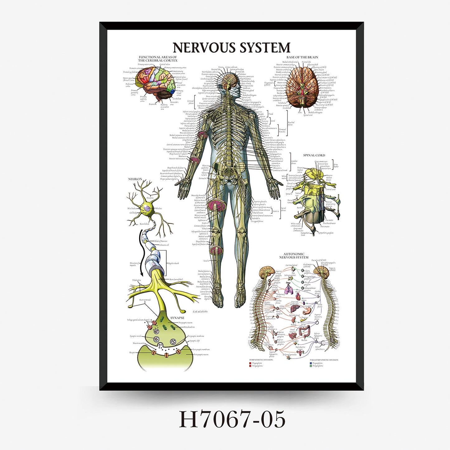 Wall Chart Human Anatomy Muscles Gym Medical Education Decorative Painting