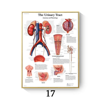 Human Anatomy Muscle Canvas Print Poster