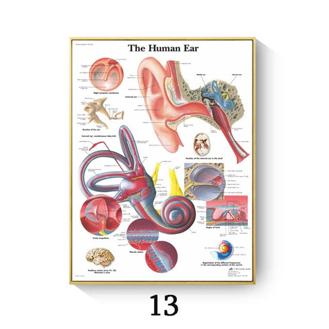 Human Anatomy Muscle Canvas Print Poster