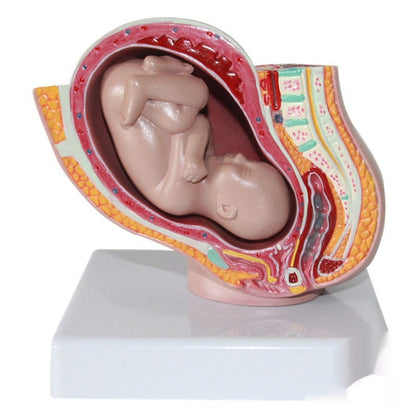 Miniature Female Pelvic Model With A Nine-month Fetal Uterus For Family Planning And Medical Use