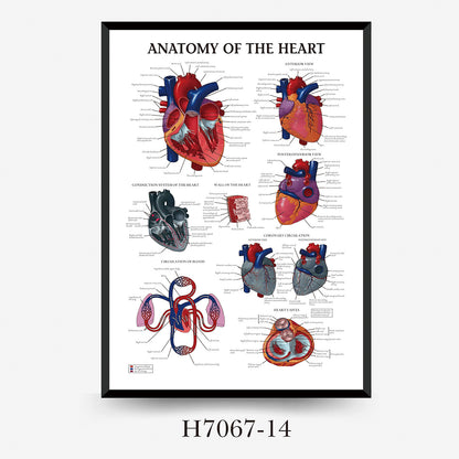 Wall Chart Human Anatomy Muscles Gym Medical Education Decorative Painting