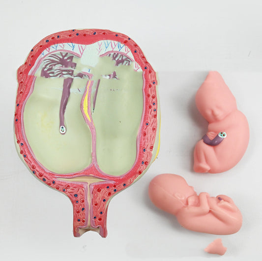 Anatomisches Uterus Lehrmodell