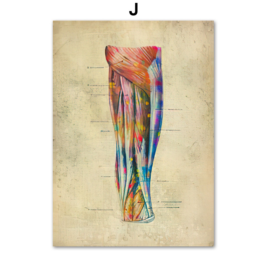 Anatomie Poster Muskelapparat