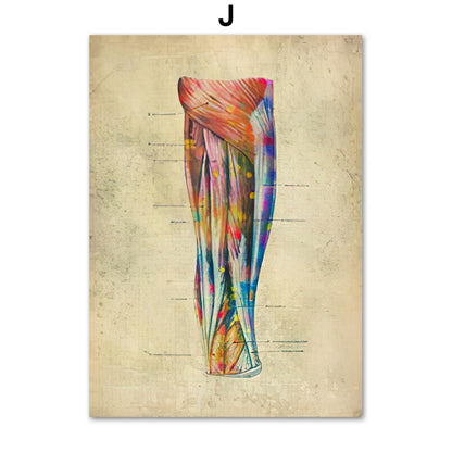 Anatomie Poster Muskelapparat